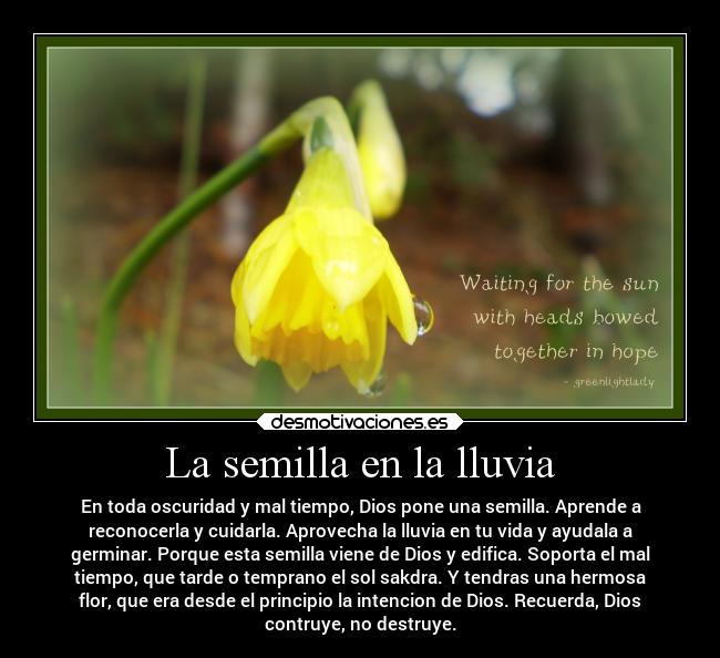 La semilla en la lluvia - 