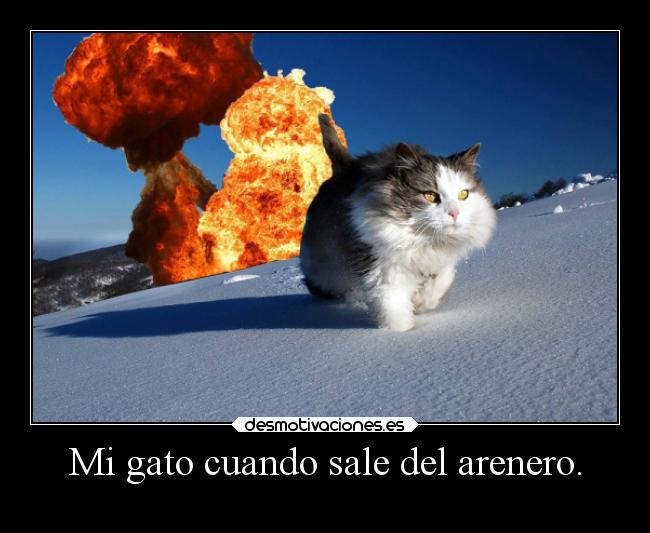 Mi gato cuando sale del arenero. - 