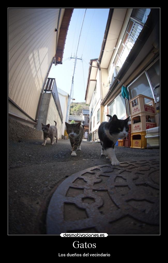Gatos -