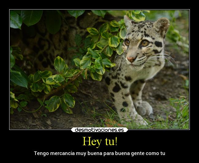 Hey tu! - Tengo mercancia muy buena para buena gente como tu