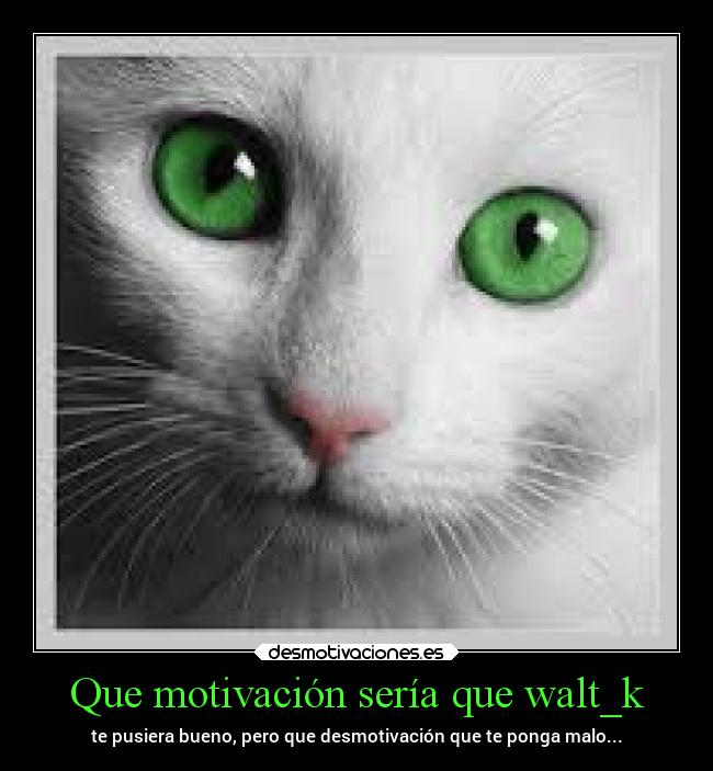 carteles internet desmotivaciones gatos likes desmotivaciones