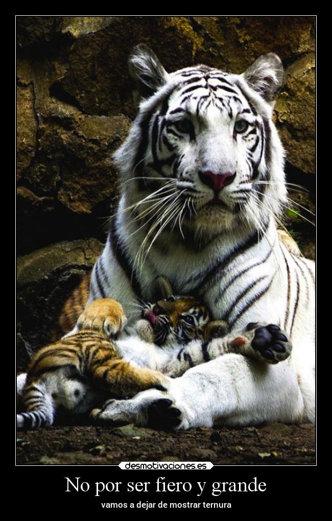 No por ser fiero y grande - 