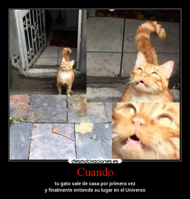 Cuando - tu gato sale de casa por primera vez
y finalmente entiende su lugar en el Universo