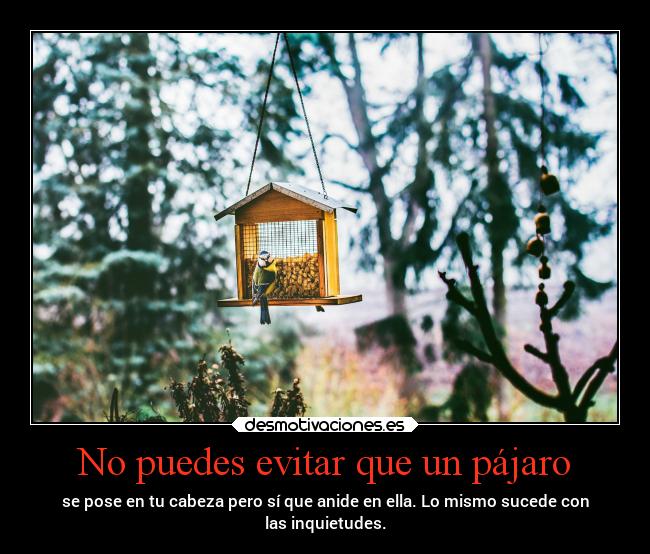 No puedes evitar que un pájaro - 