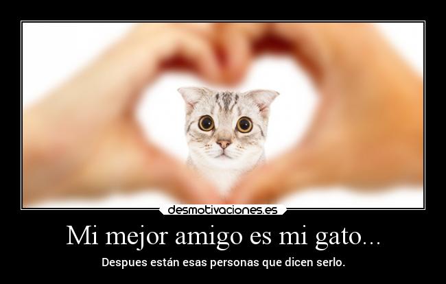 Mi mejor amigo es mi gato... - Despues están esas personas que dicen serlo.