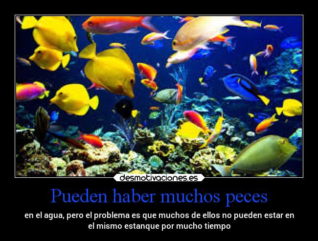Pueden haber muchos peces - en el agua, pero el problema es que muchos de ellos no pueden estar en
el mismo estanque por mucho tiempo