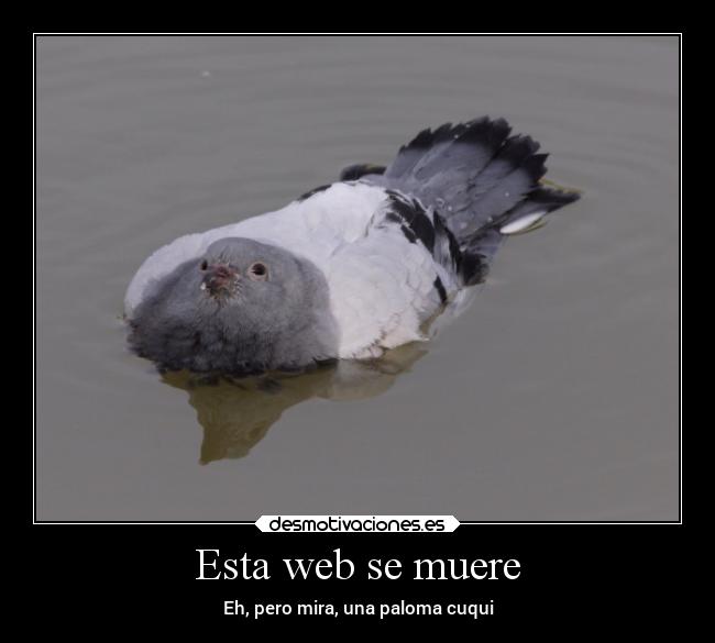 Esta web se muere - Eh, pero mira, una paloma cuqui