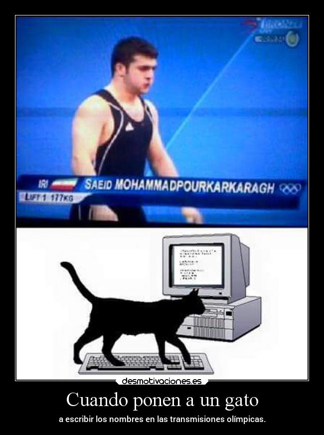 Cuando ponen a un gato -