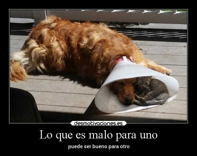 Lo que es malo para uno - 