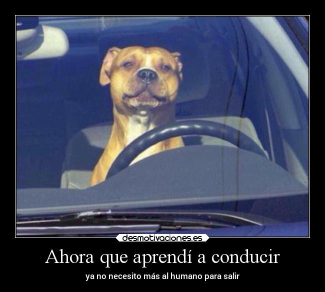 carteles animales graciosas humor imaginacion desmotivaciones