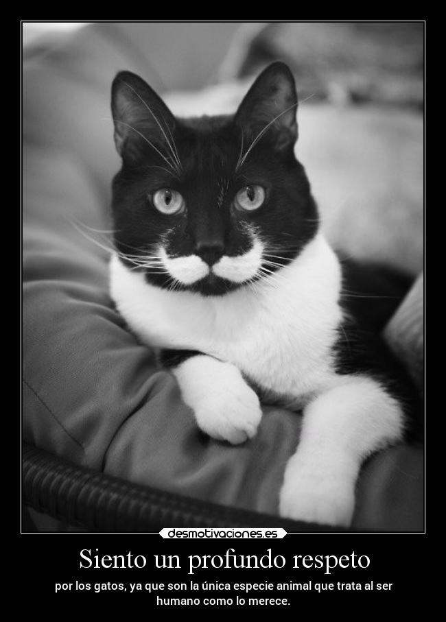 Siento un profundo respeto - por los gatos, ya que son la única especie animal que trata al ser
humano como lo merece.