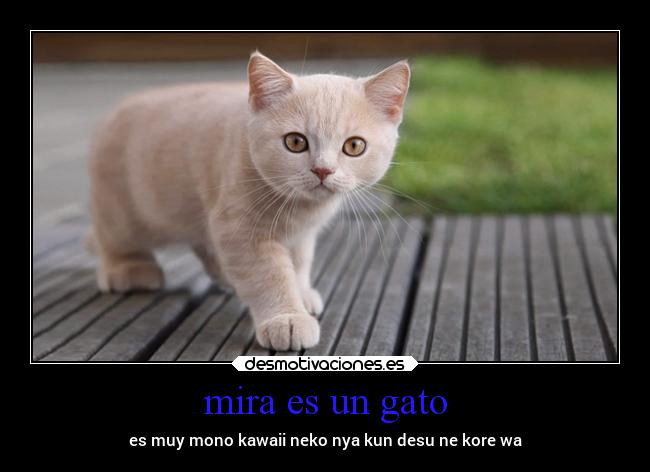 mira es un gato -
