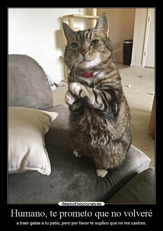 Humano, te prometo que no volveré -