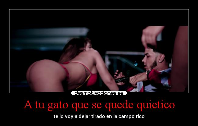 A tu gato que se quede quietico - te lo voy a dejar tirado en la campo rico