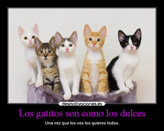 Los gatitos son como los dulces -