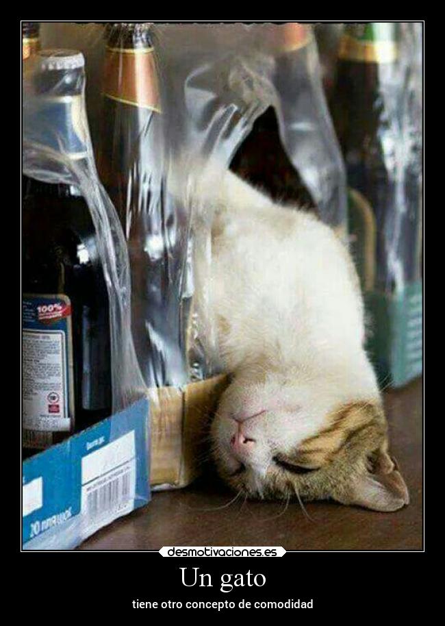 carteles gatos desmotivaciones