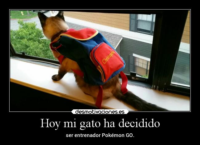 Hoy mi gato ha decidido - ser entrenador Pokémon GO.