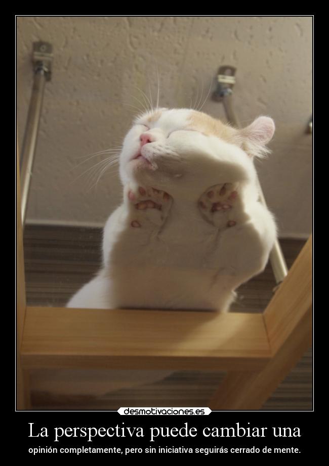 carteles vida cartelmierda hashtagrima pocha cats desmotivaciones