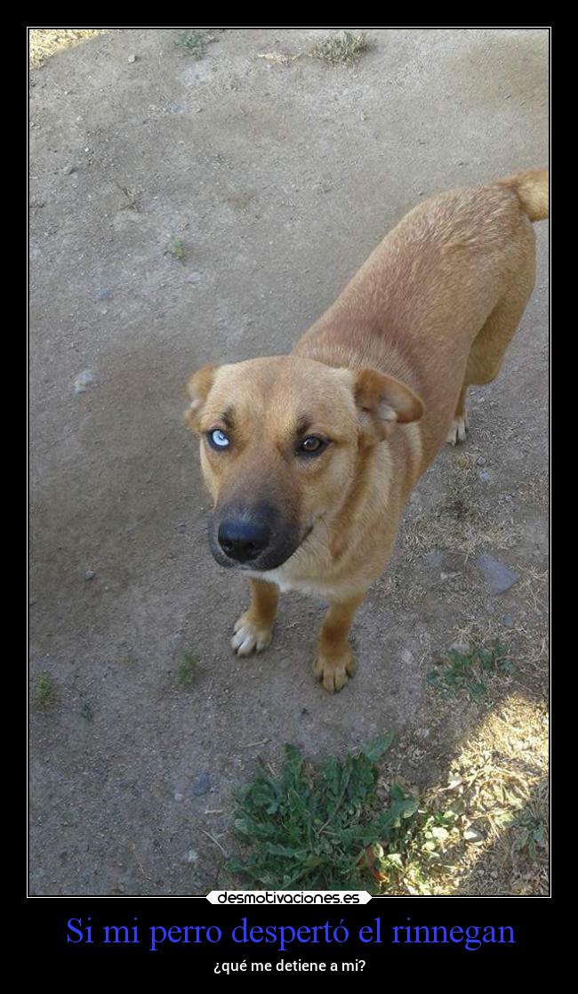 Si mi perro despertó el rinnegan - ¿qué me detiene a mi?