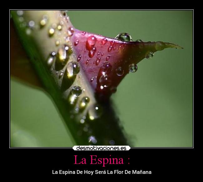 La Espina : - La Espina De Hoy Será La Flor De Mañana