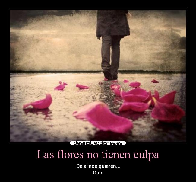 Las flores no tienen culpa -