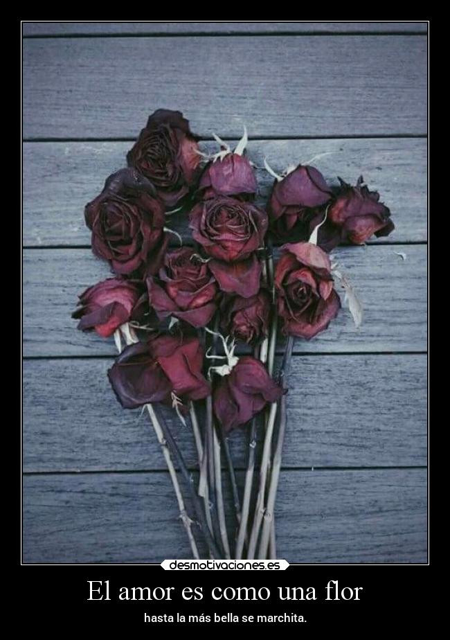 El amor es como una flor - hasta la más bella se marchita.