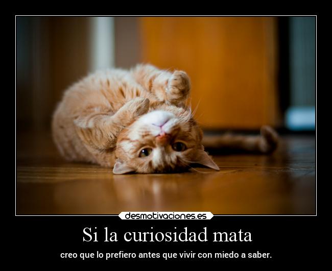 Si la curiosidad mata - 