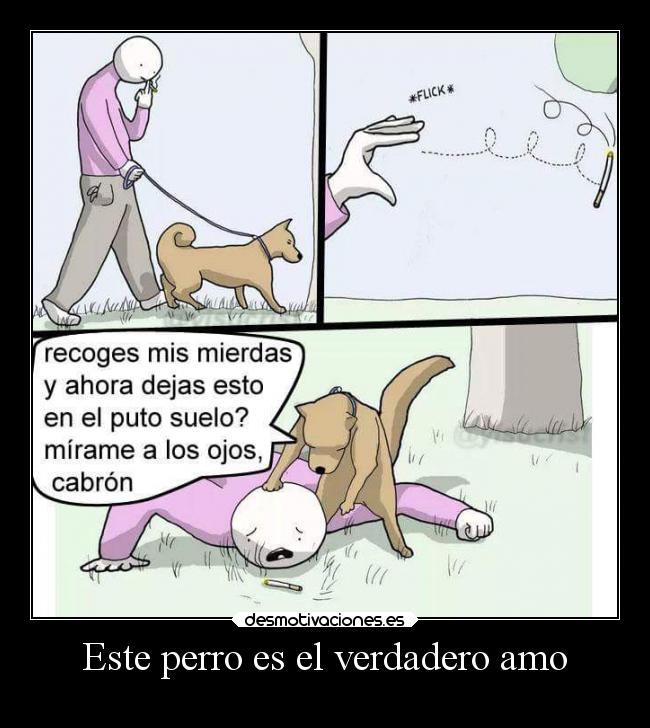 Este perro es el verdadero amo - 