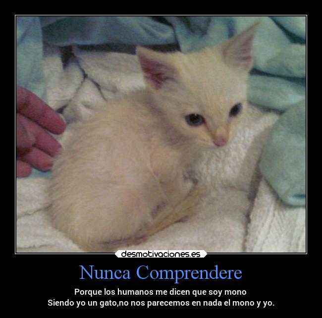 Nunca Comprendere - 