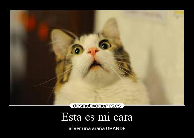 Esta es mi cara - al ver una araña GRANDE