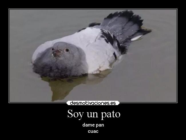 Soy un pato - 