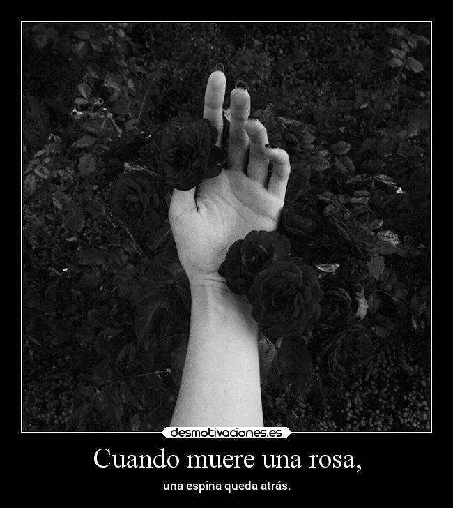Cuando muere una rosa, -