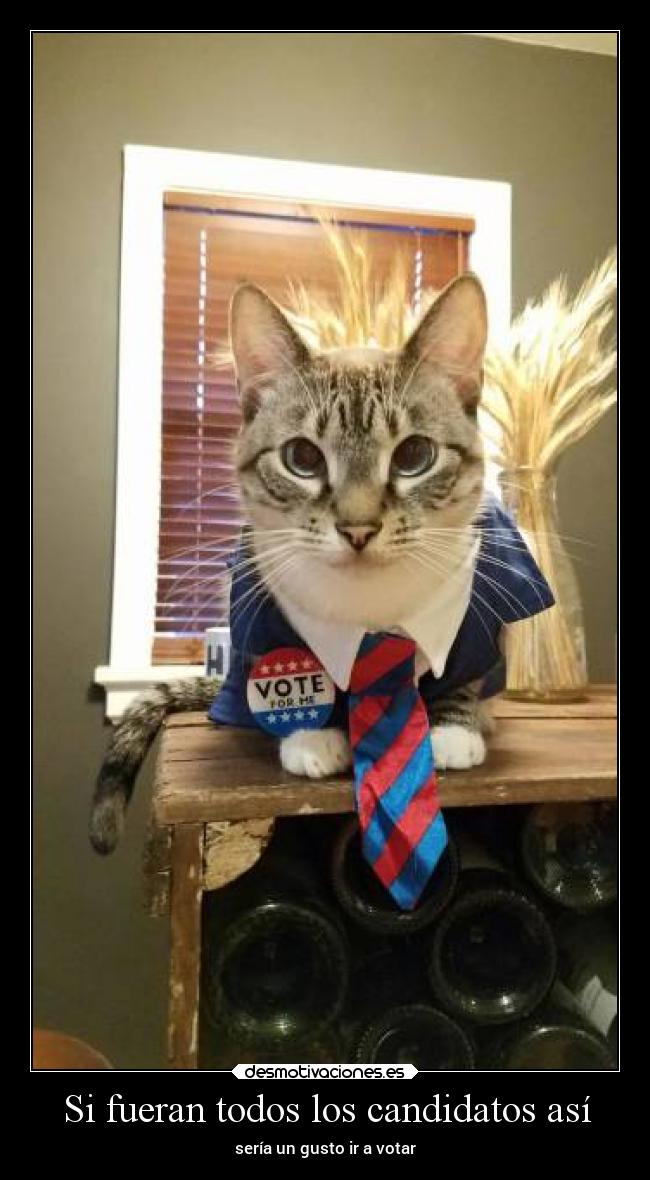 carteles gatos politica desmotivaciones