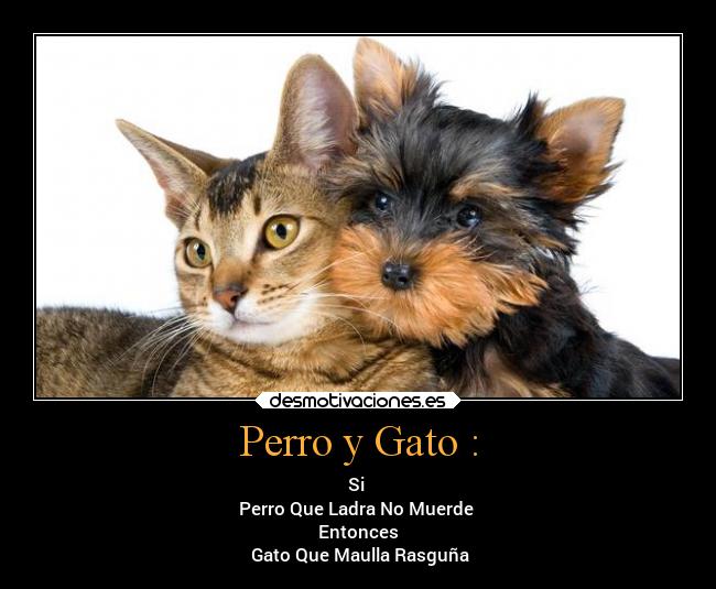 Perro y Gato : - Si
Perro Que Ladra No Muerde
Entonces
Gato Que Maulla Rasguña