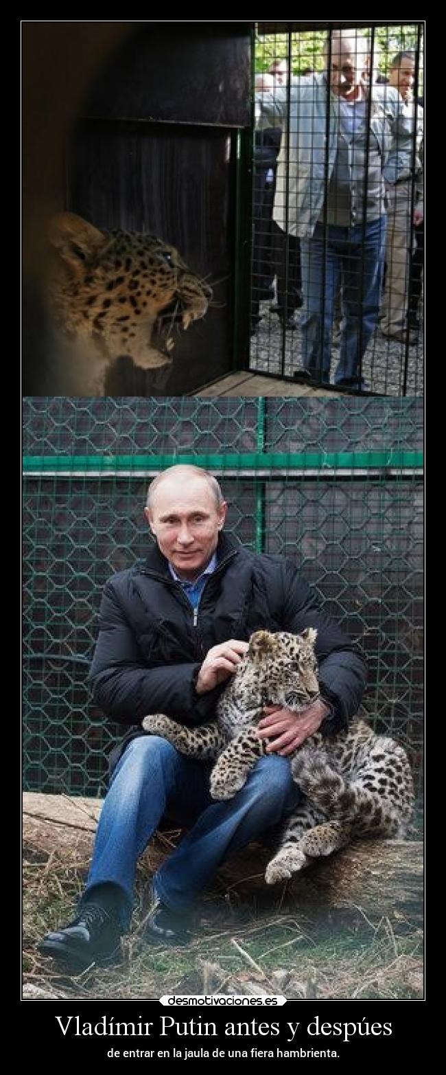 Vladímir Putin antes y despúes - de entrar en la jaula de una fiera hambrienta.