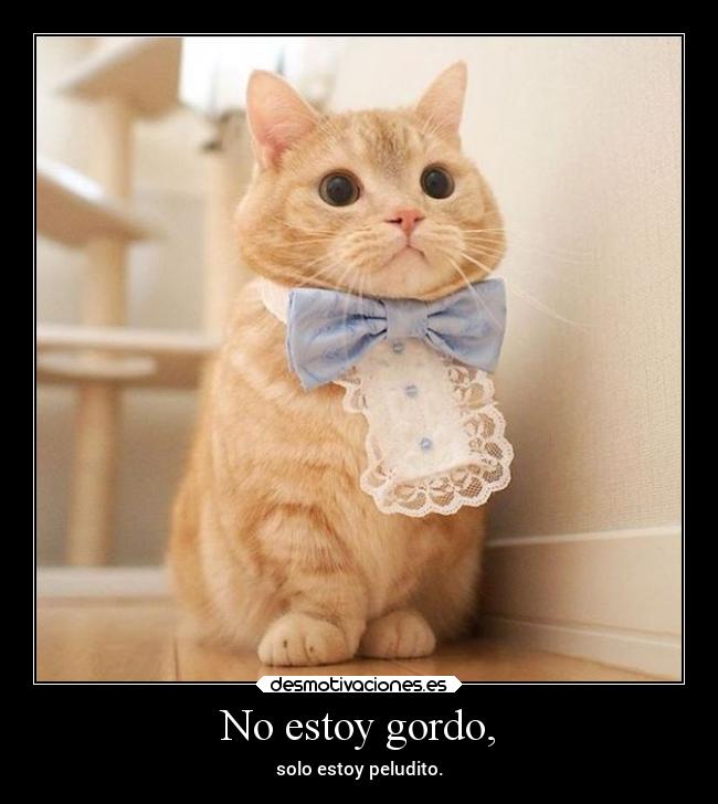 carteles humor gatosgordos comiomuchosratones desmotivaciones