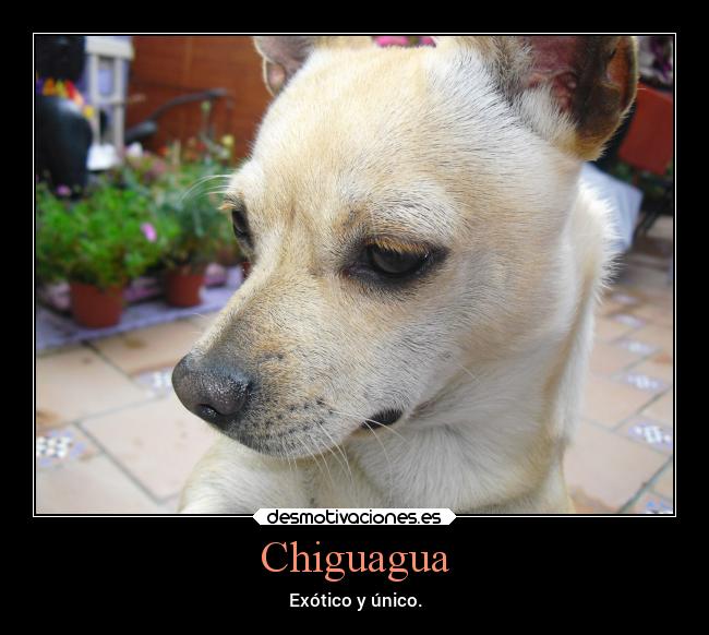 Chiguagua - Exótico y único.