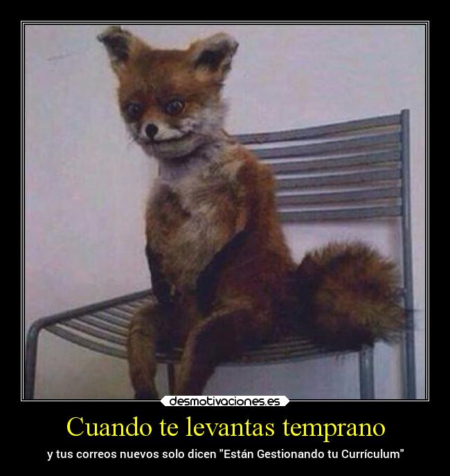 Cuando te levantas temprano - y tus correos nuevos solo dicen Están Gestionando tu Currículum