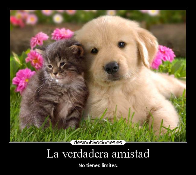 carteles amistad amigos alma corazon desmotivaciones