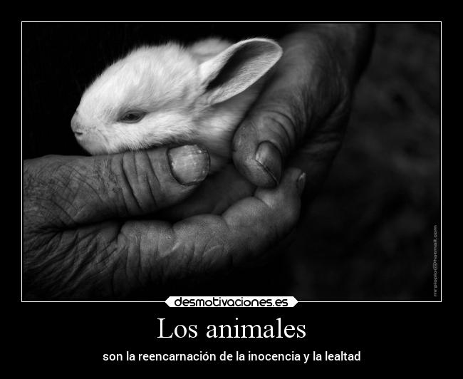 Los animales - son la reencarnación de la inocencia y la lealtad