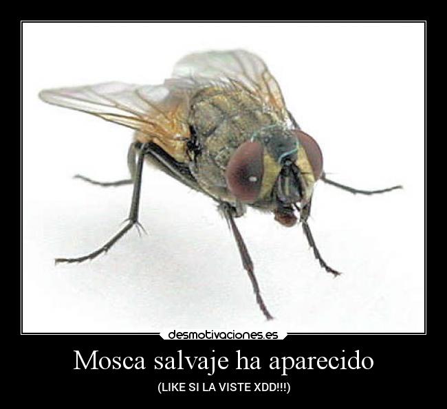 Mosca salvaje ha aparecido - (LIKE SI LA VISTE XDD!!!)