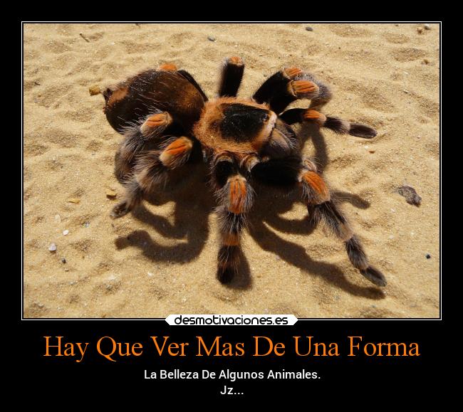 Hay Que Ver Mas De Una Forma - La Belleza De Algunos Animales.
Jz...