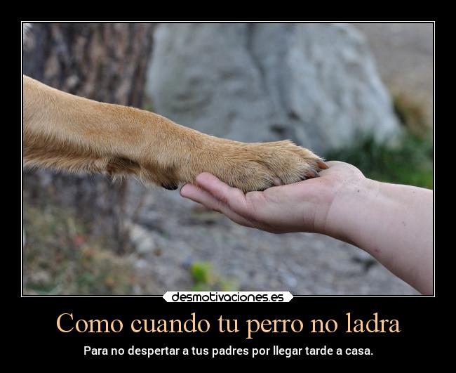 carteles chiste confianza animales arte anime sentimientos desmotivaciones