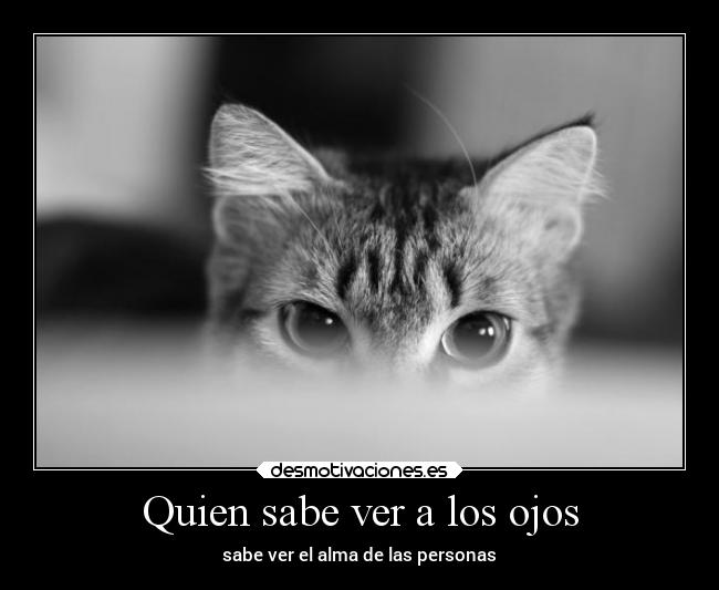 carteles confianza animales gatos sentimientos desmotivaciones