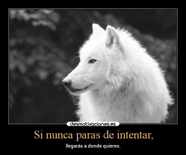 Si nunca paras de intentar, - 