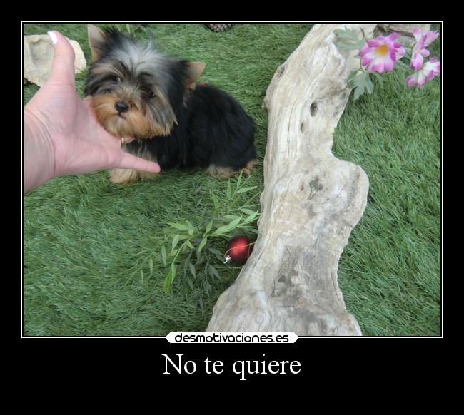 No te quiere -