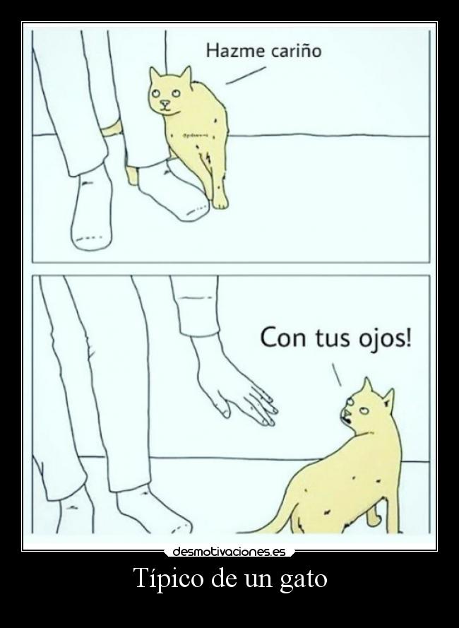 carteles gatos desmotivaciones