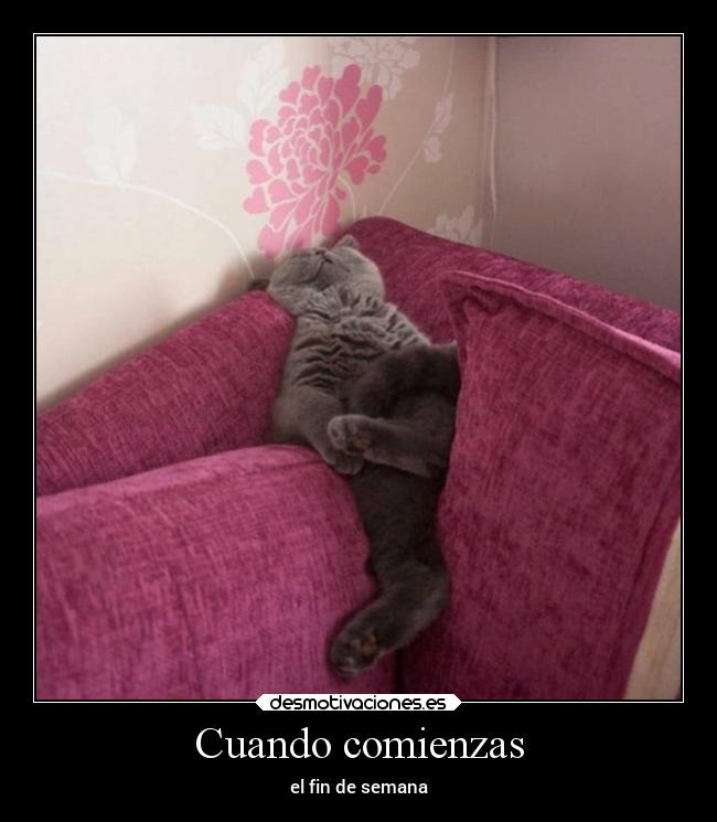 carteles gatos desmotivaciones