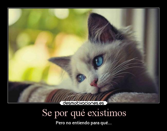 Se por qué existimos - Pero no entiendo para qué...