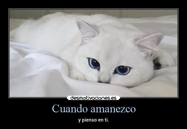 carteles abrazos amistad deportes internet gatos humor vida sociedad desmotivaciones